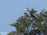 blauwe reiger 2022